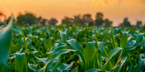 Crops, seeds and farming | Curiosity 19: #Disruption © https://www.wits.ac.za/curiosity/ Crops, seeds and farming | Curiosity 19: #Disruption © https://www.wits.ac.za/curiosity/